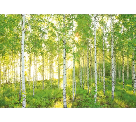 Фотообои флизелиновые Komar "Воскресенье" 368x248 см XXL4-519