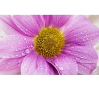 Панель для кухонного фартука ФАРТУКОФФ "ФФ - 238", глянцевая 1000x600x1,0 мм, Фотопечать 35012380401