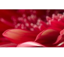 Панель для кухонного фартука ФАРТУКОФФ "ФФ - 236", глянцевая 1000x600x1,0 мм, Фотопечать 35012360401