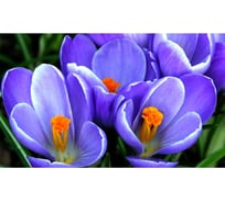 Панель для кухонного фартука ФАРТУКОФФ "ФФ - 227", глянцевая 1000x600x1,0 мм, Фотопечать 35012270401