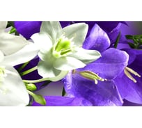 Панель для кухонного фартука ФАРТУКОФФ "ФФ - 230", глянцевая 1000x600x1,0 мм, Фотопечать 35012300401