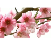 Панель для кухонного фартука ФАРТУКОФФ "ФФ - 233", глянцевая 1000x600x1,0 мм, Фотопечать 35012330401