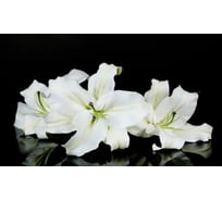 Панель для кухонного фартука ФАРТУКОФФ "ФФ - 224", глянцевая 1000x600x1,0 мм, Фотопечать 35012240401