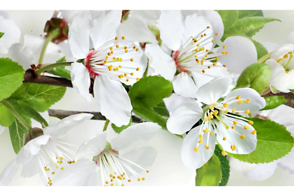 Купить Кухонный Фартук Фартукофф