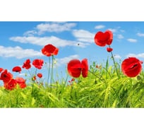 Панель для кухонного фартука ФАРТУКОФФ "ФФ - 309", глянцевая 1000x600x1,0 мм, Фотопечать 35013090401