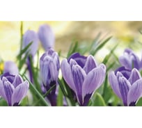 Панель для кухонного фартука ФАРТУКОФФ "ФФ - 298", глянцевая 1000x600x1,0 мм, Фотопечать 35012980401