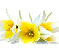 Панель для кухонного фартука ФАРТУКОФФ "ФФ - 243", глянцевая 1000x600x1,0 мм, Фотопечать 35012430401