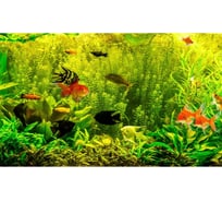 Панель для кухонного фартука ФАРТУКОФФ "ФФ - 280", глянцевая 1000x600x1,0 мм, Фотопечать 35012800401