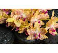 Панель для кухонного фартука ФАРТУКОФФ "ФФ - 332", глянцевая 1000x600x1,0 мм, Фотопечать 35013320401