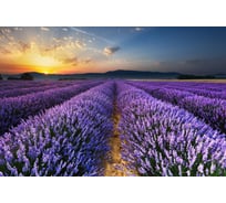 Фотообои Студия фотообоев Лавандовое поле, 400x270 см, 4 полотна 1404992