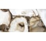 Керамогранит LAPARET Sirius gold 60x120 см, полированный 1.44 кв. м, 2 шт. х9999286822 1