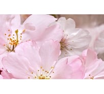 Декоративный массив Belleza Букет 07-00-5-09-01-41-663 розовый СК000010772