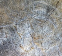 Фотообои Студия фотообоев Текстура старого дерева, 300x270 см, 3 полотна 1321264