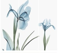 Фотообои Студия фотообоев Нежные цветы, 300x270 см, 3 полотна 1321310