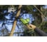Пила сабельная GreenWorks GPT-CRS-25, 24V, б/щет, 0-3000/мин, рез 80мм по дереву, LED, 1x2Ач, ЗУ, коробка 1200507VUA 9