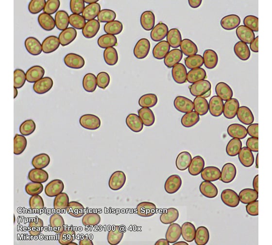Микроскоп Bresser Researcher Trino 62567