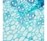 Микроскоп биологический цифровой MAGUS Bio D240T LCD 83282 26