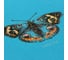 Книга для записей listoff КЗБ6644083 6