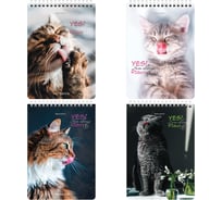 Блокнот BRAUBERG А5 146x206 мм, 80 листов, гребень, картон, клетка, Довольные коты 114374