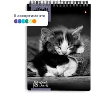 Блокнот Альт КОШКИ, А5, 40л, на гребне, в ассортименте 389629