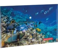 Папка-конверт 12 шт в упаковке BRAUBERG с кнопкой SEA WORLD А4 160 мкм до 100 листов цветная печать 228041