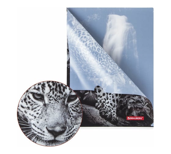 Папка-уголок 12 шт в упаковке BRAUBERG LEOPARD А4 150 мкм цветная печать  228040