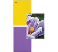 Папка-уголок Attache Selection Crocus А4 ассорти, 6 шт в упаковке 845454