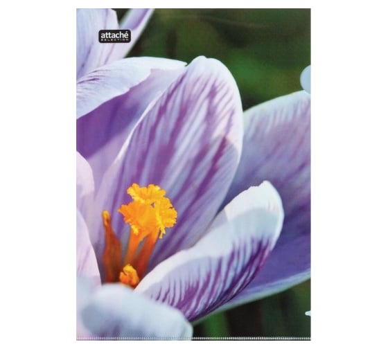 Папка-уголок Attache Selection Crocus А4 ассорти, 6 шт в упаковке 845454