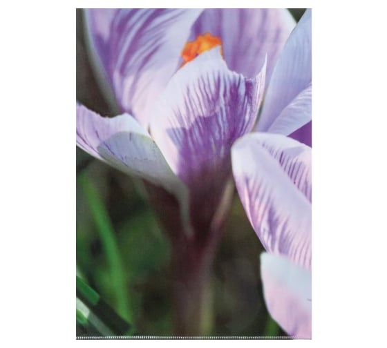 Папка-уголок Attache Selection Crocus А4 ассорти, 6 шт в упаковке 845454