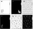 Папка-уголок Attache Selection Llamas A4 пластиковая 180 мкм., цвет в ассортименте, 6 шт 1067686 1
