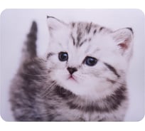 Коврик для мыши BURO BU-M40087 Мини рисунок/котенок 230x180x2 мм 291848