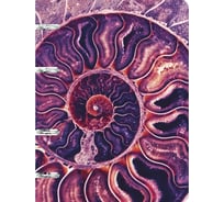 Бизнес-тетрадь listoff А5, 100 листов, в клетку, на кольцах ТК1005213