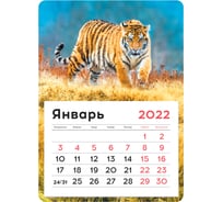 Отрывной календарь на магните OfficeSpace Mono Тигр 130х180 мм, склейка, 2022 г 319874