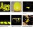 TPU-пластик Solution Print  для 3D-принтера, люминесцентный желтый, CartriDge 361788 8