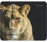Коврик для компьютерной мыши DEFENDER Wild Animals 220x180x2 мм, 8 видов 50803 8