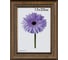 Пластиковая рамка ООО Изометрика Daria 50x70 см светло-коричневый 0058-50-3052 1