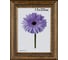 Пластиковая рамка ООО Изометрика Daria 21x30 см старое золото 0058-8-1139 1