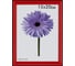 Пластиковая рамка ООО Изометрика Maria 21x30 см красная 0052-8-0003 1