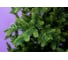 Искусственная новогодняя елка CRYSTAL TREES ТРИУМФ литая, высота 120 см KP65120 5