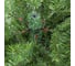Ель Royal Christmas Washington Promo Hinged, 180 см 98180 3