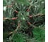 Ель Royal Christmas Montana Slim Tree Premium - Hinged, PP/ PVC, 195 см 65195 4