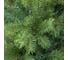 Ель Royal Christmas Georgia Premium PVC/PE, 210 см 290210 3