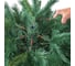 Ель Royal Christmas Mix Dakota and Washington Promo - Hook on - 210 см 70210 4