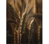 Картина Fbrush Пшеница 1 40х50 см kt45-14246