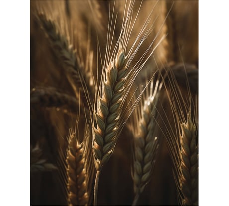 Картина Fbrush Пшеница 1 40х50 см kt45-14246