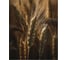 Картина Fbrush Пшеница 1 40х50 см kt45-14246 1