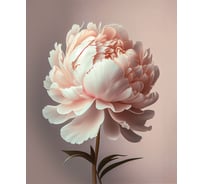 Картина Fbrush Нежные пионы 2 40х50 см kt45-14227