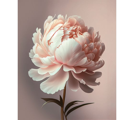 Картина Fbrush Нежные пионы 2 40х50 см kt45-14227