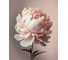 Картина Fbrush Нежные пионы 2 40х50 см kt45-14227 1