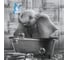 Картина Fbrush Пузырики 30x30 см Lm35-13373 1